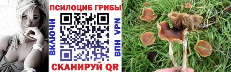 магазин продажи наркотиков  Темников  Галлюциногенные грибы мицелий 